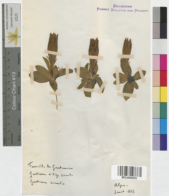 Gentiana verna (Gentianaceae)
