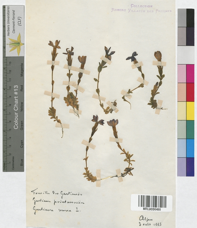 Polemonium caeruleum (Polemoniaceae)