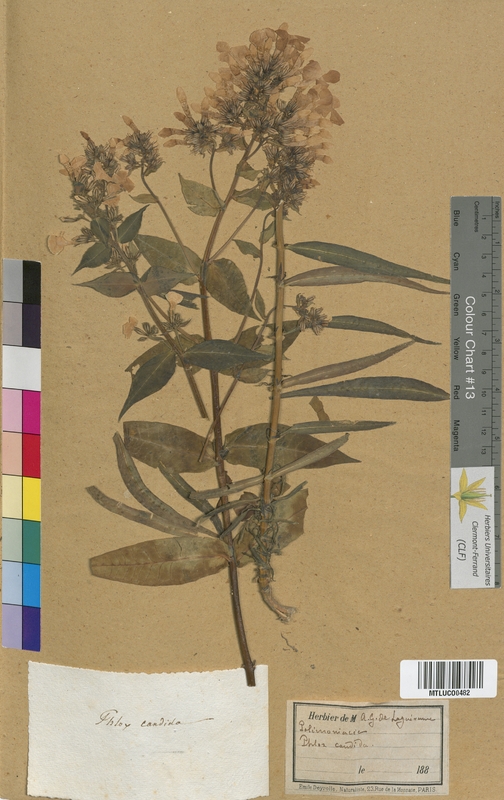 Cuscuta epithymum (Convolvulaceae)