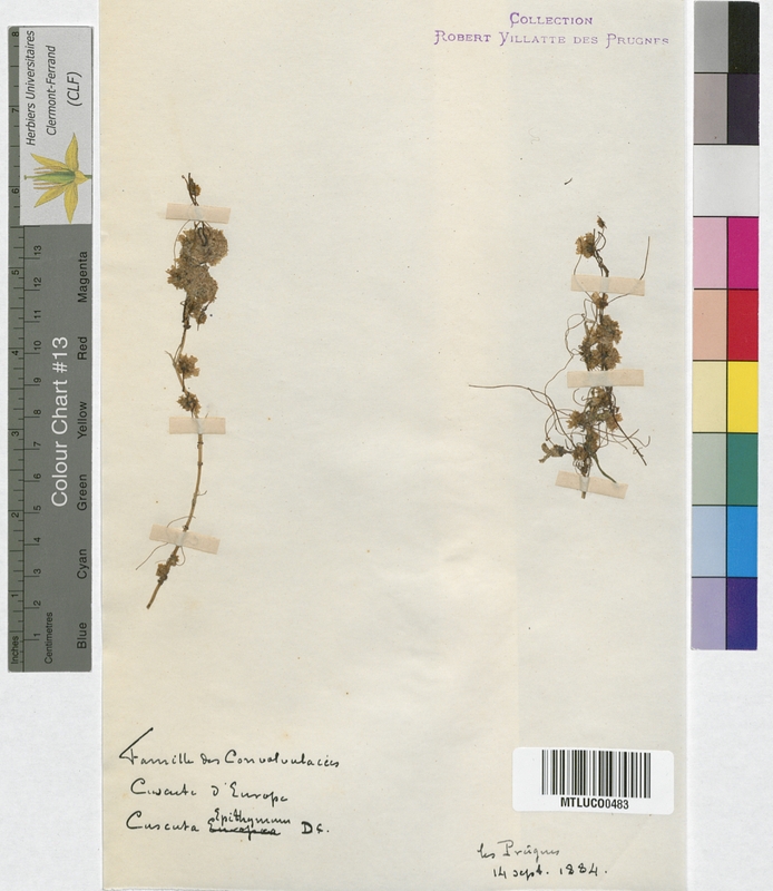 Anchusa officinalis (Boraginaceae)