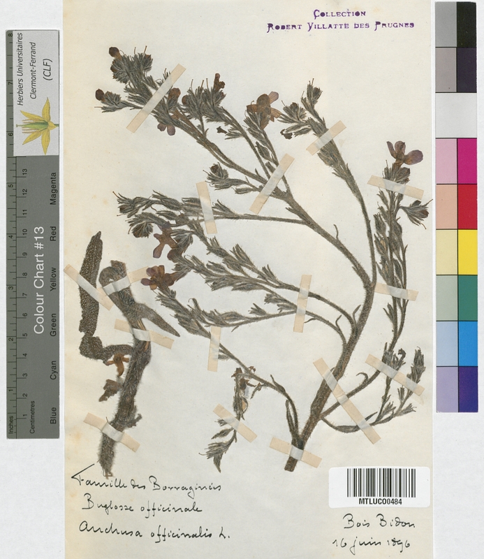 Lycopsis arvensis (Boraginaceae)