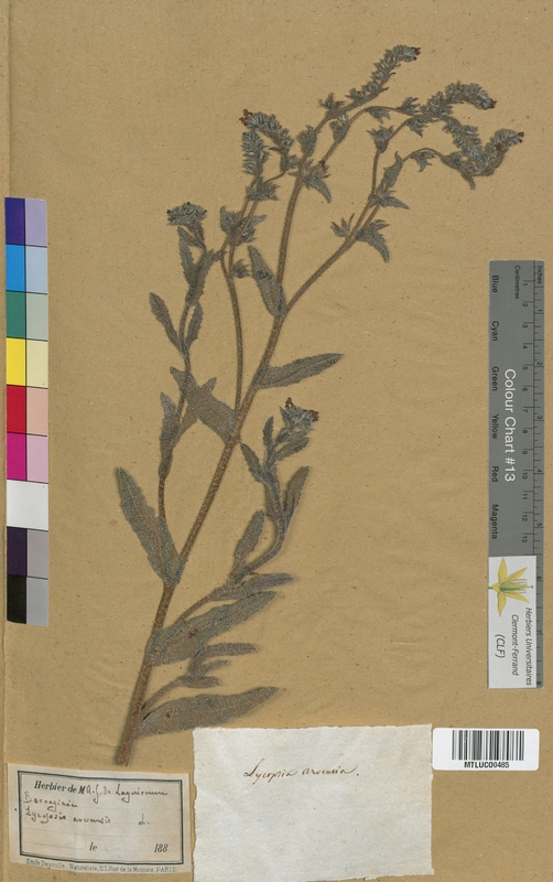 Lithospermum arvense (Boraginaceae)