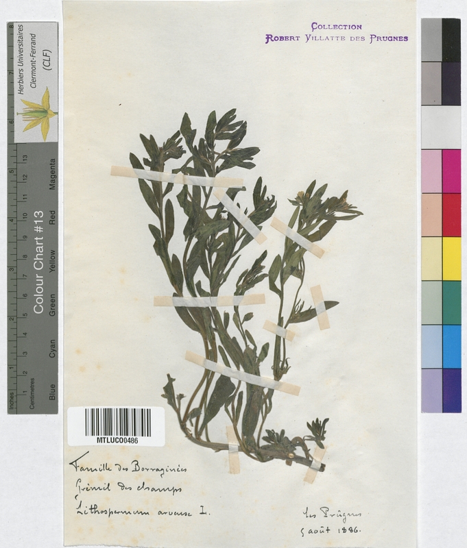 Echium vulgare (Boraginaceae)
