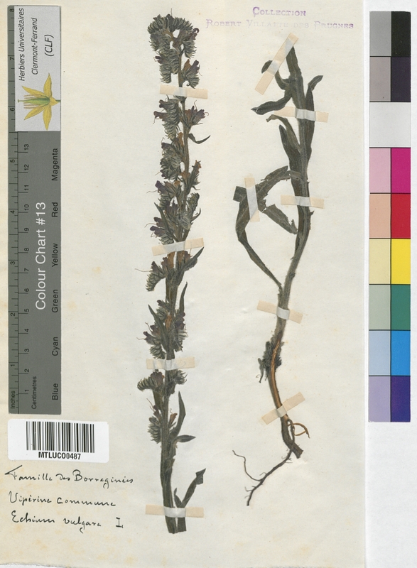 Echium vulgare (Boraginaceae)