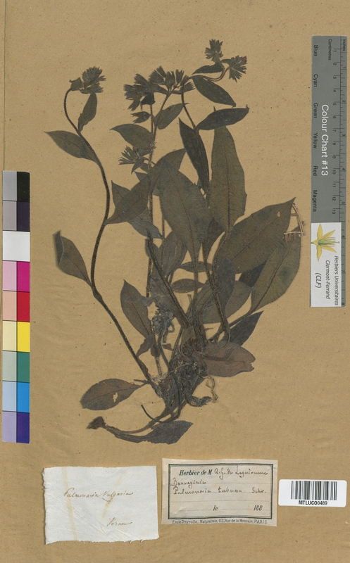 Myosotis stricta (Boraginaceae)