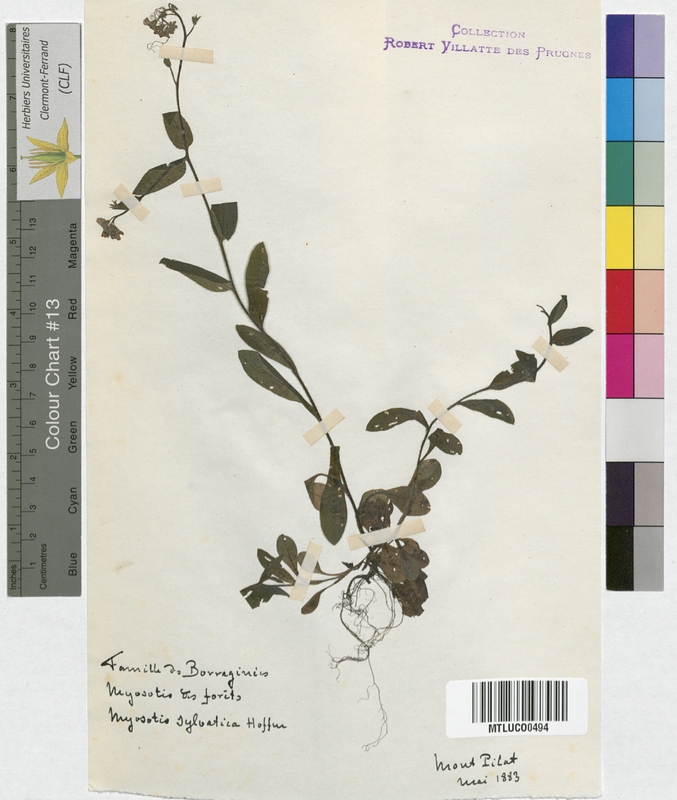 Cynoglossum officinale (Boraginaceae)