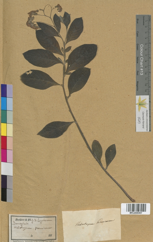 Solanum nigrum (Solanaceae)