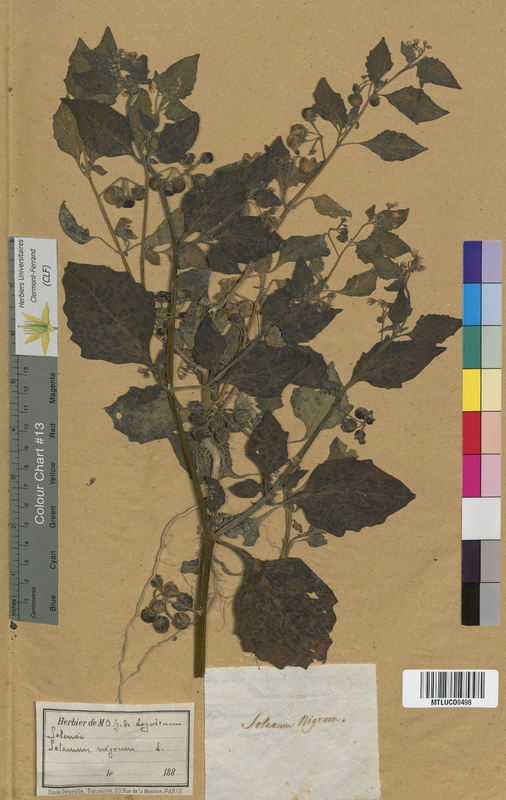 Solanum dulcamara (Solanaceae)