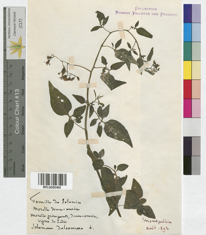Solanum dulcamara (Solanaceae)