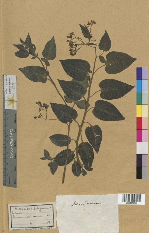 Solanum tuberosum (Solanaceae)