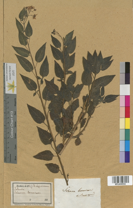 Solanum pseudocapsicum (Solanaceae)