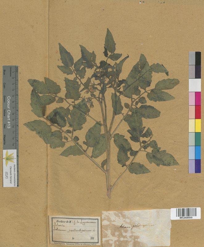 Physalis alkekengi (Solanaceae)