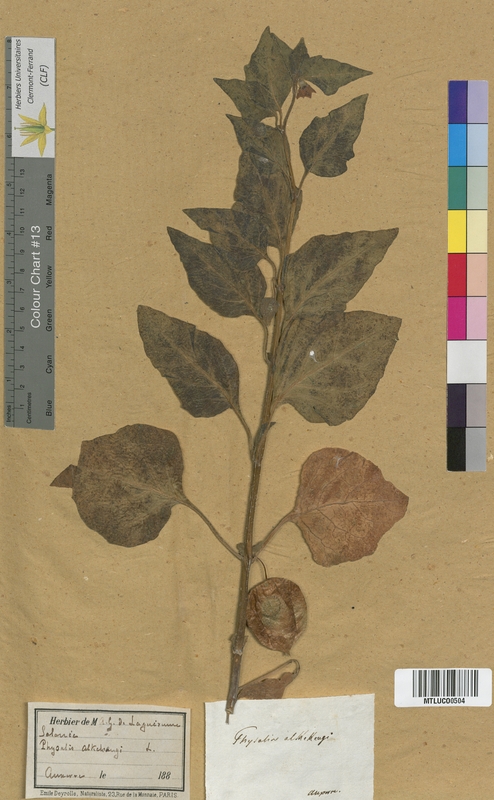 Atropa belladonna (Solanaceae)