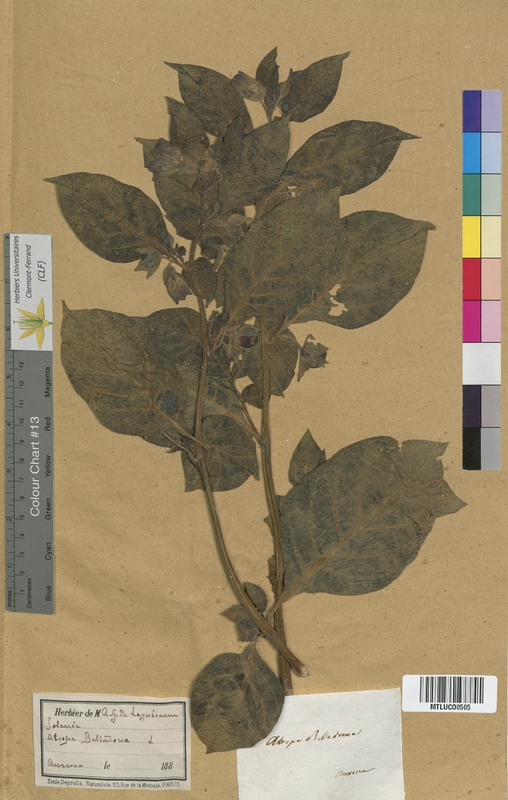 Datura stramonium (Solanaceae)