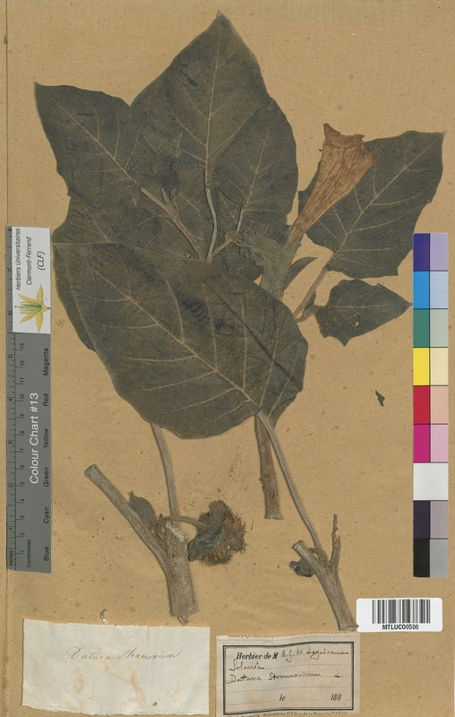 Datura suaveolens (Solanaceae)