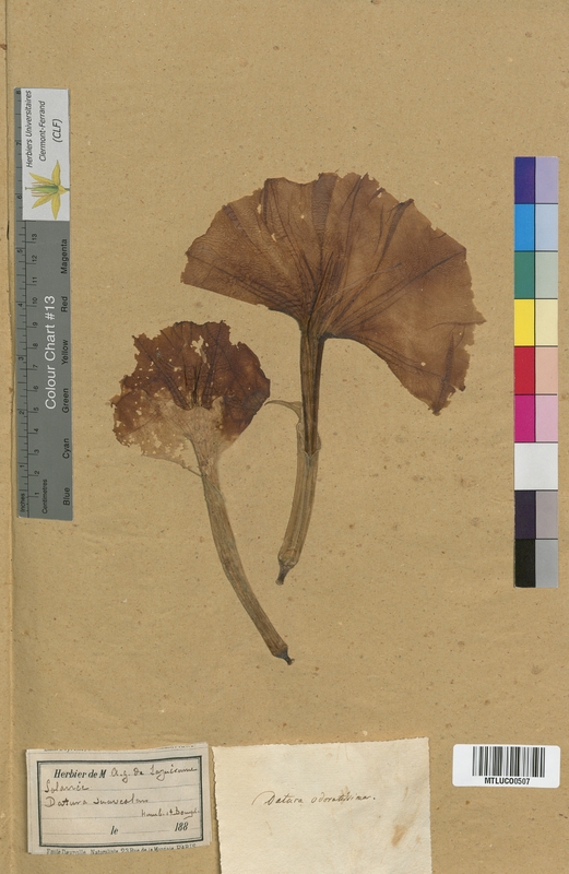 Hyoscyamus niger (Solanaceae)