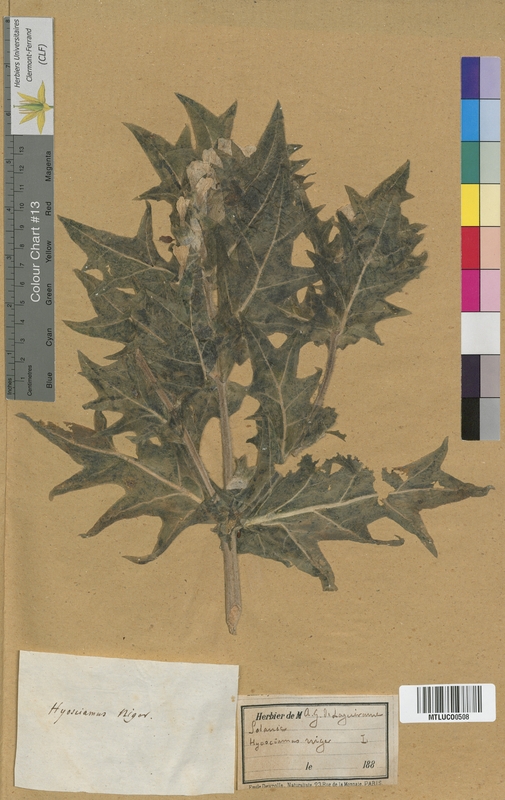 Nicotiana tabacum (Solanaceae)