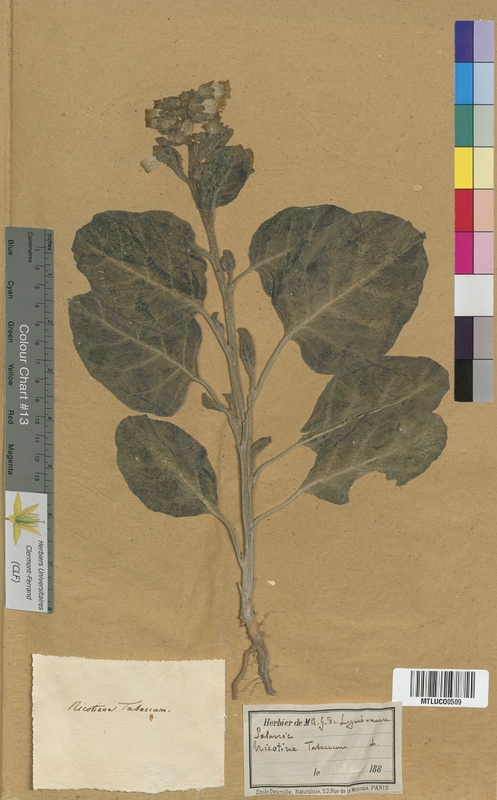 Solanum lycopersicum (Solanaceae)