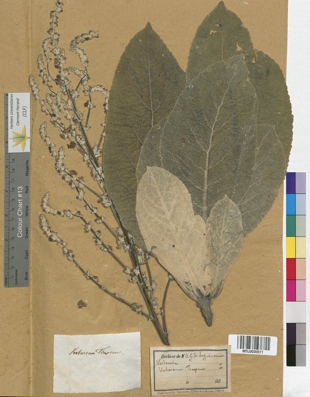 Verbascum phlomoides (Scrophulariaceae)