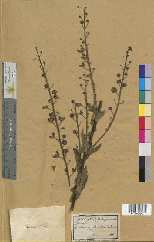 Verbascum lychnitis (Scrophulariaceae)