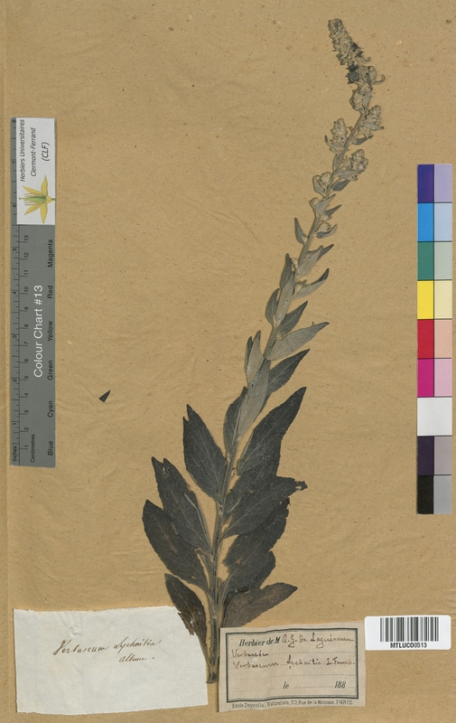 Teucrium chamaedrys (Lamiaceae)