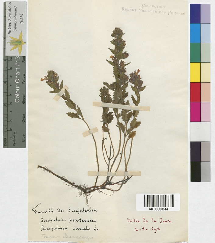 Scrophularia canina (Scrophulariaceae)