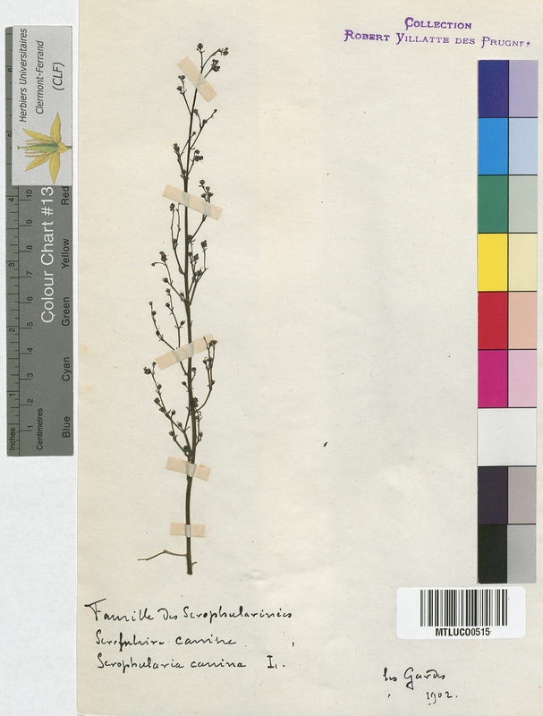 Antirrhinum majus (Scrophulariaceae)