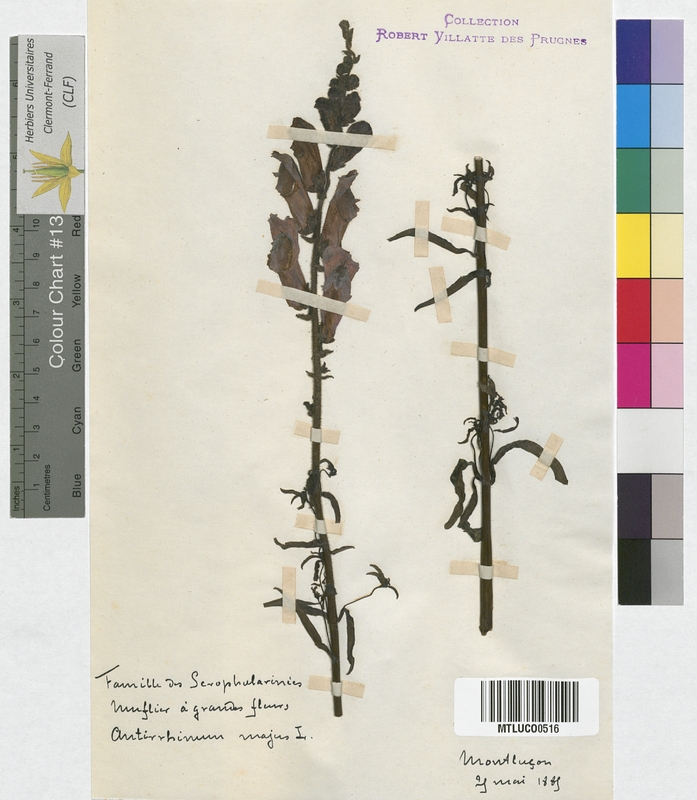 Linaria vulgaris (Scrophulariaceae)