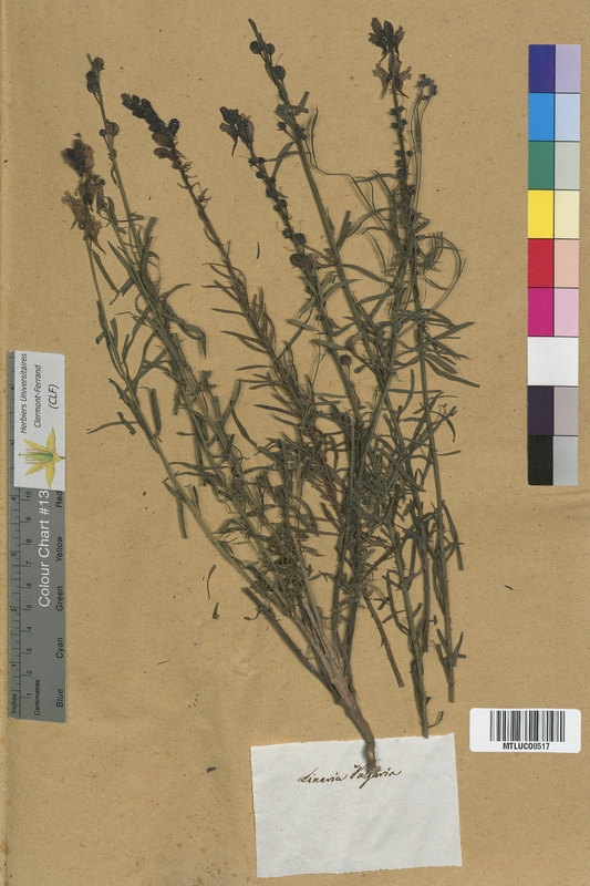 Linaria pelisseriana (Scrophulariaceae)