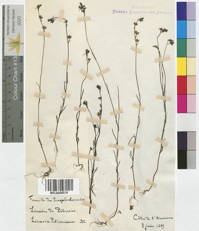 Linaria repens (Scrophulariaceae)