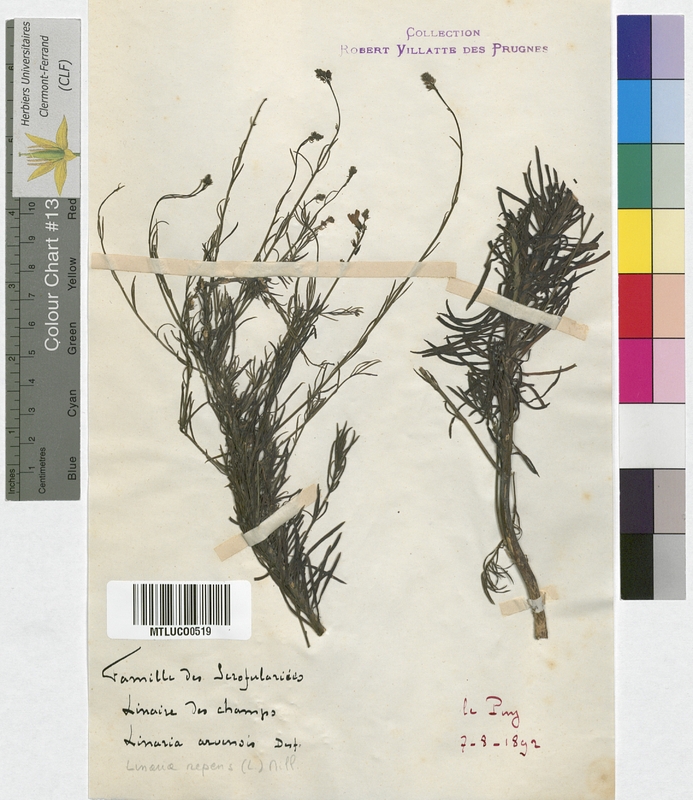 Linaria arvensis (Scrophulariaceae)