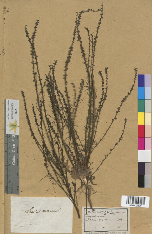 Linaria striata (Scrophulariaceae)