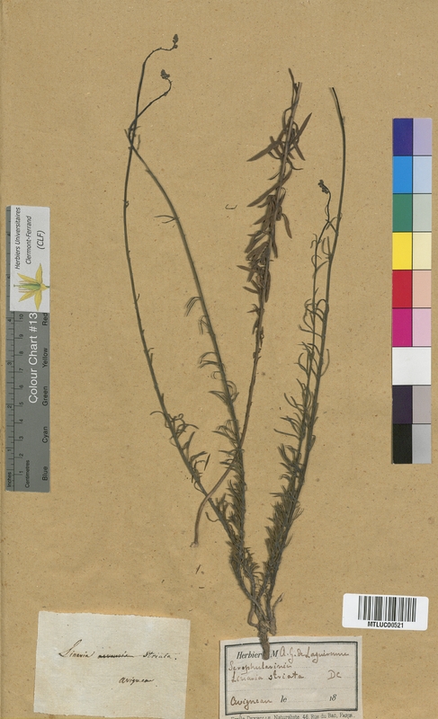 Linaria supina (Scrophulariaceae)
