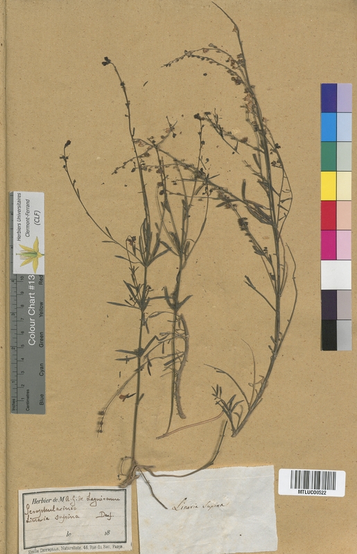 Linaria minor (Scrophulariaceae)