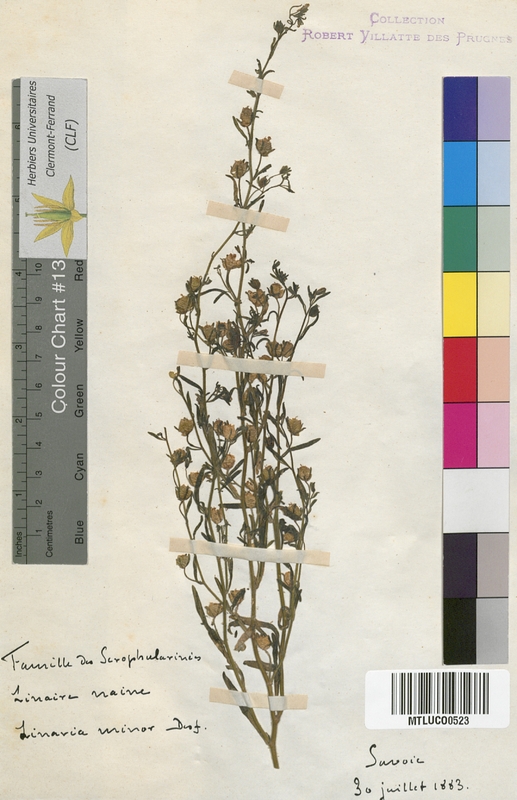 Kickxia spuria (Scrophulariaceae)