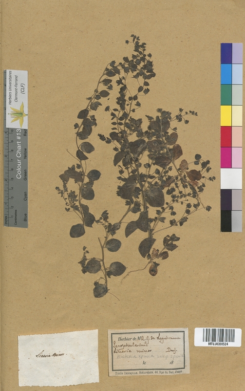 Linaria genistifolia (Scrophulariaceae)