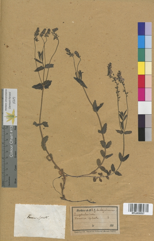 Veronica longifolia (Scrophulariaceae)