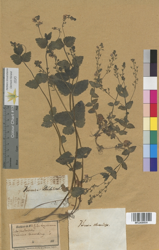 Veronica beccabunga (Scrophulariaceae)