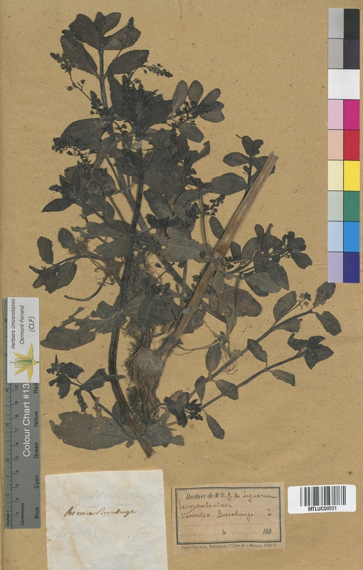 Veronica montana (Scrophulariaceae)