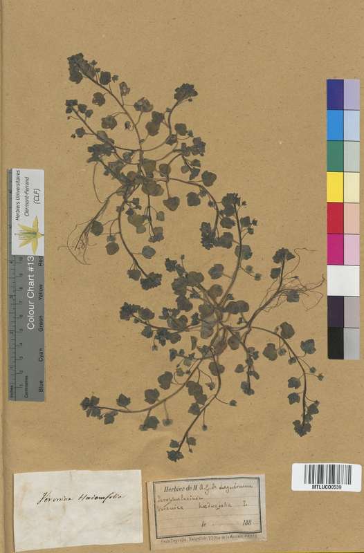 Digitalis purpurea (Scrophulariaceae)