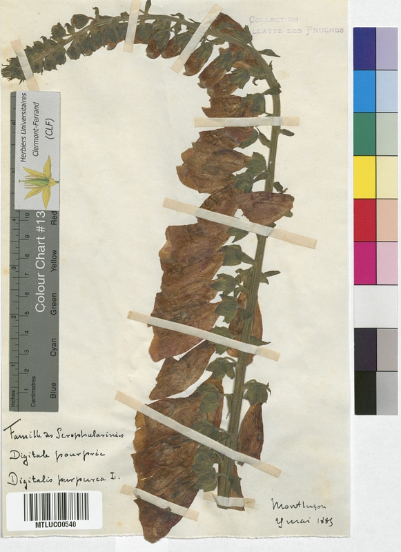 Digitalis purpurea (Scrophulariaceae)