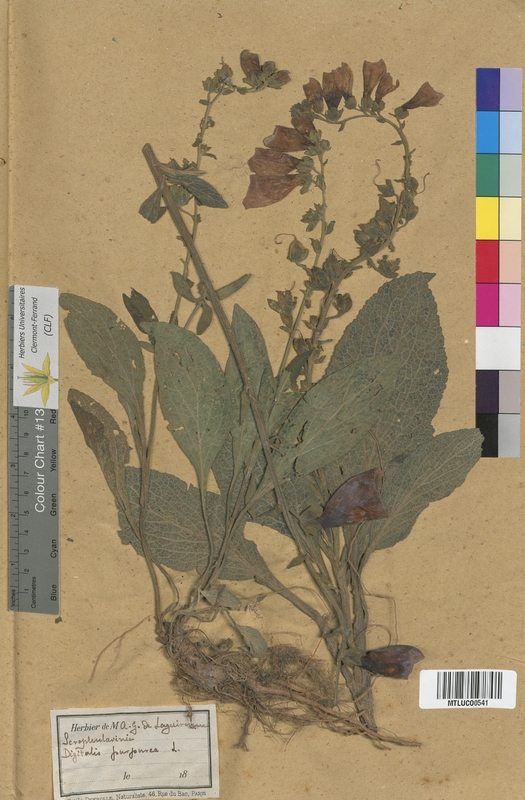 Digitalis lutea (Scrophulariaceae)