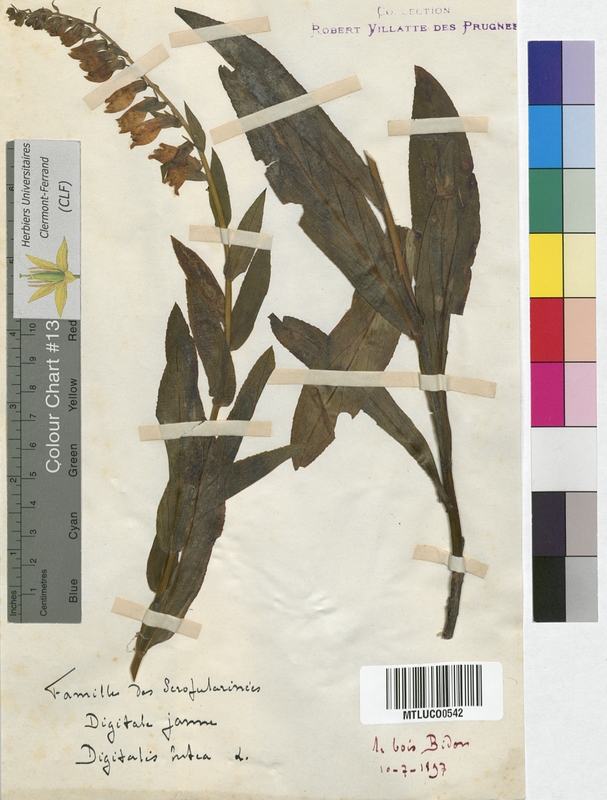 Digitalis lutea (Scrophulariaceae)