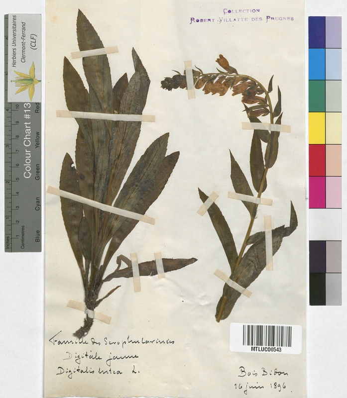 Digitalis lutea (Scrophulariaceae)