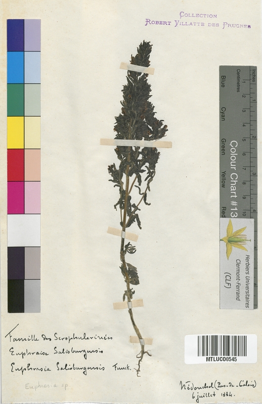 Rhinanthus trixago (Scrophulariaceae)