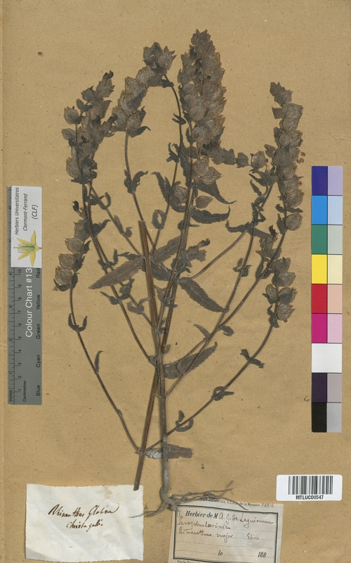 Rhinanthus hirsutus (Scrophulariaceae)