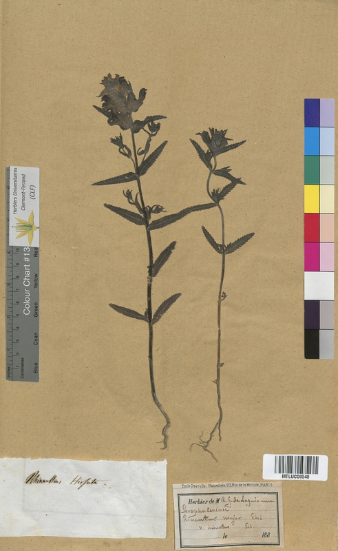 Pedicularis sylvatica (Scrophulariaceae)