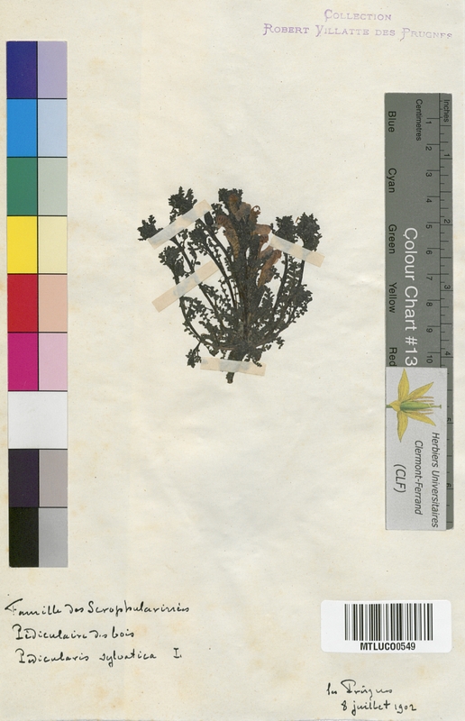 Pedicularis sylvatica (Scrophulariaceae)