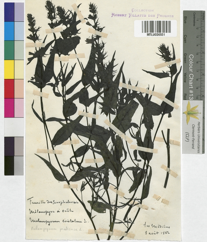 Melampyrum nemorosum (Scrophulariaceae)