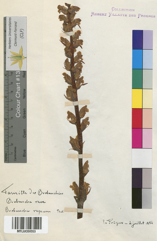 Orobanche sp. (Orobanchaceae)